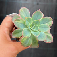 Echeveria bicolour variegata