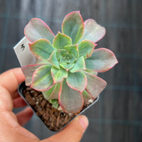 Echeveria bicolour variegata