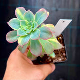 Echeveria bicolour variegata