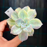 Graptoveria purple delight yellow variegate