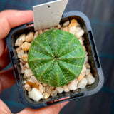 Euphorbia obesa