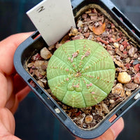 Euphorbia obesa