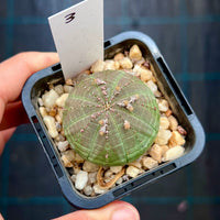 Euphorbia obesa