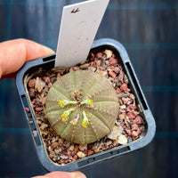 Euphorbia obesa