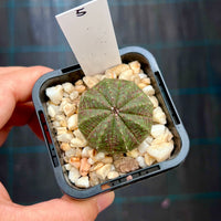 Euphorbia obesa