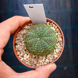 Euphorbia obesa