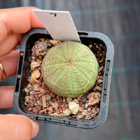 Euphorbia obesa