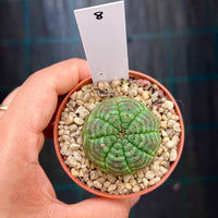 Euphorbia obesa