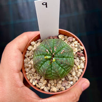 Euphorbia obesa