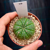 Euphorbia obesa