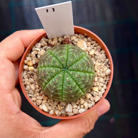 Euphorbia obesa