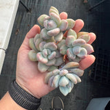 Graptoveria opalina monstrose