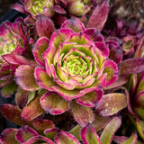 Aeonium Fanxi