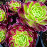 Aeonium Anna