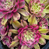 Aeonium Face Powder