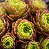 Aeonium Halloween milky white