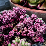 Crassula elegans
