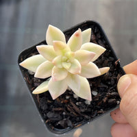 Graptosedum pat's pink variegata