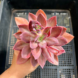 Echeveria Hanaikada Variegated