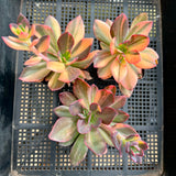 Echeveria Hanaikada Variegated