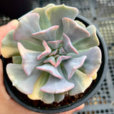Echeveria cubic frost variegated