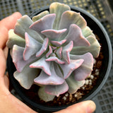 Echeveria cubic frost variegated
