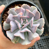 Echeveria cubic frost variegated