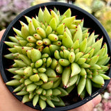 Echeveria agavoides crest