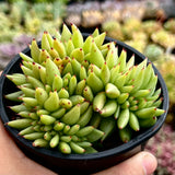 Echeveria agavoides crest