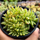 Echeveria agavoides crest