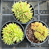 Echeveria agavoides crest