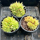 Echeveria agavoides crest