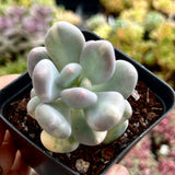 Pachyphytum orange snowball variegate