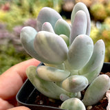 Pachyphytum orange snowball variegate