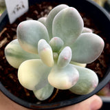Pachyphytum oviferum variegated