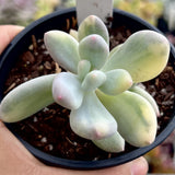 Pachyphytum oviferum variegated