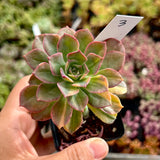 Echeveria bicolour variegata
