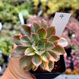 Echeveria bicolour variegata