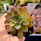 Echeveria bicolour variegata