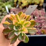 Echeveria bicolour variegata