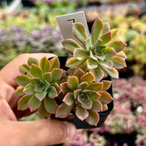 Echeveria bicolour variegata