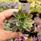 Echeveria bicolour variegata