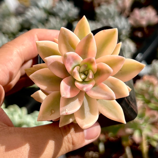 pat's pink succulent Graptosedum pat's pink variegata