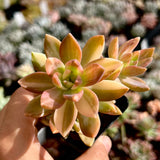 Graptosedum pat's pink variegata