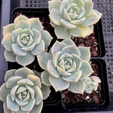 Graptoveria Titubans variegated