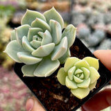 Graptoveria Titubans variegated