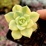 Graptoveria Titubans variegated