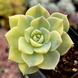 Graptoveria Titubans variegated