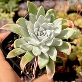 Dudleya farinosa
