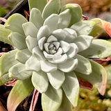 Dudleya farinosa
